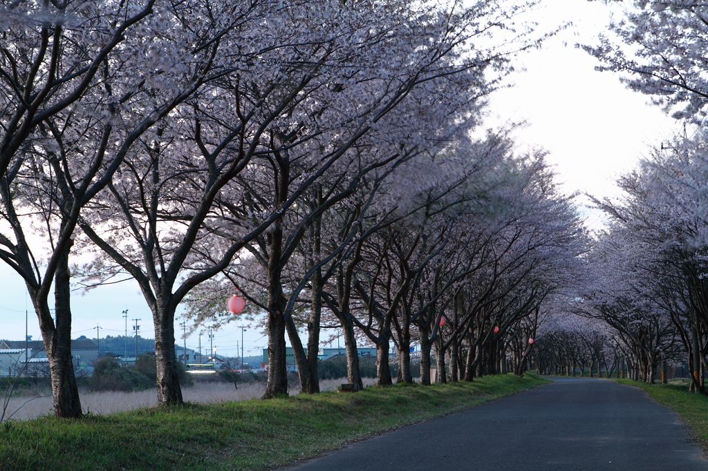 安濃川　桜