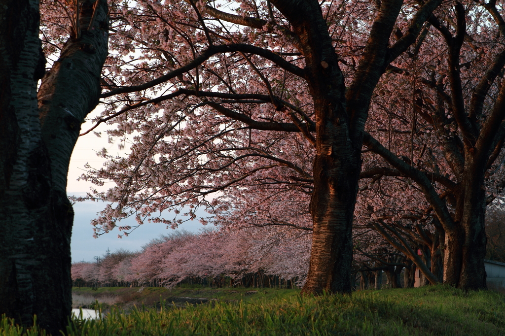 安濃川　桜