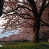 安濃川　桜