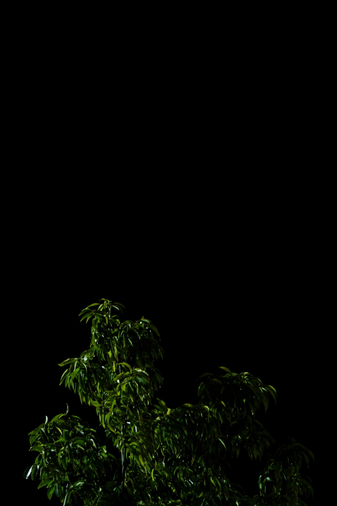 夜の木