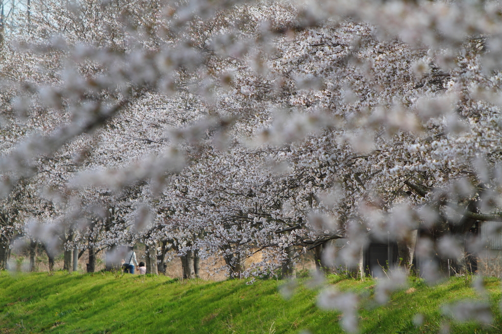 安濃川　桜