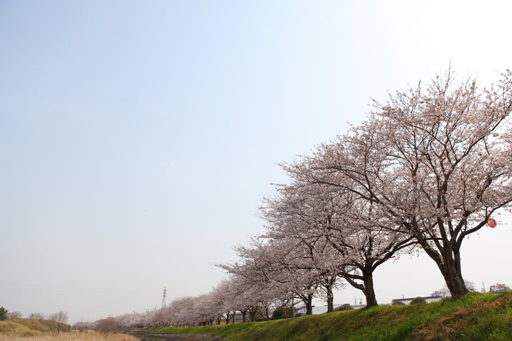 安濃川　桜