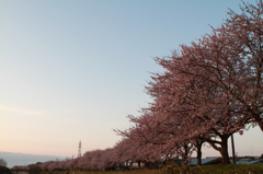 安濃川　桜