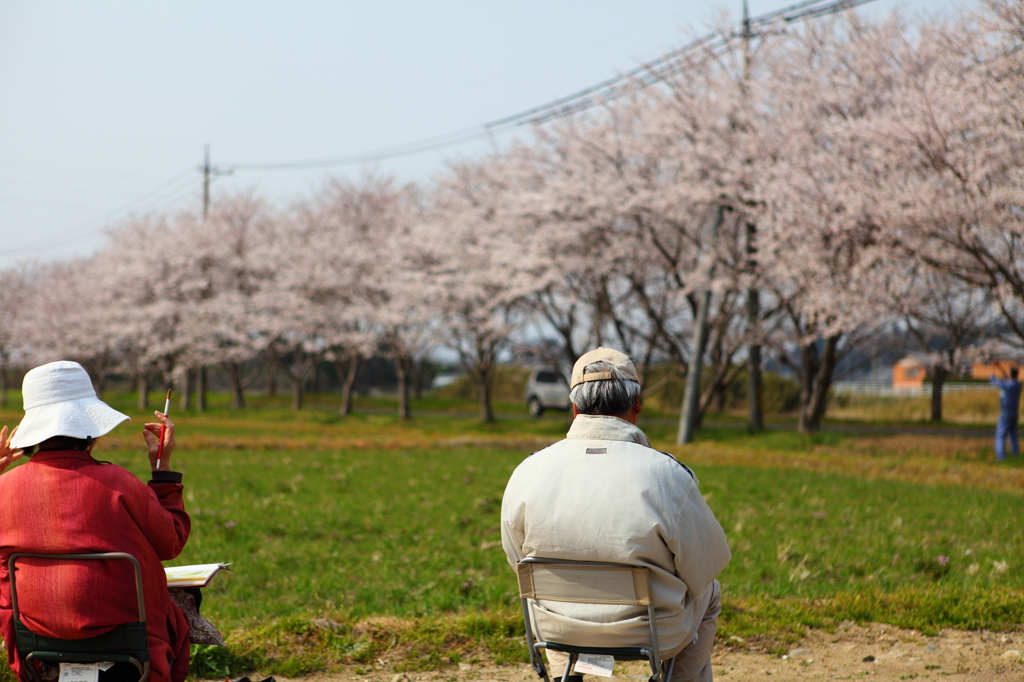 安濃川　桜