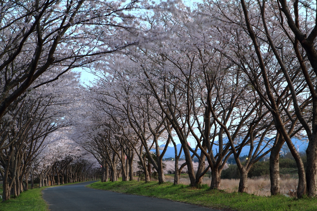 安濃川　桜