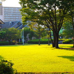 20090817東新田公園3