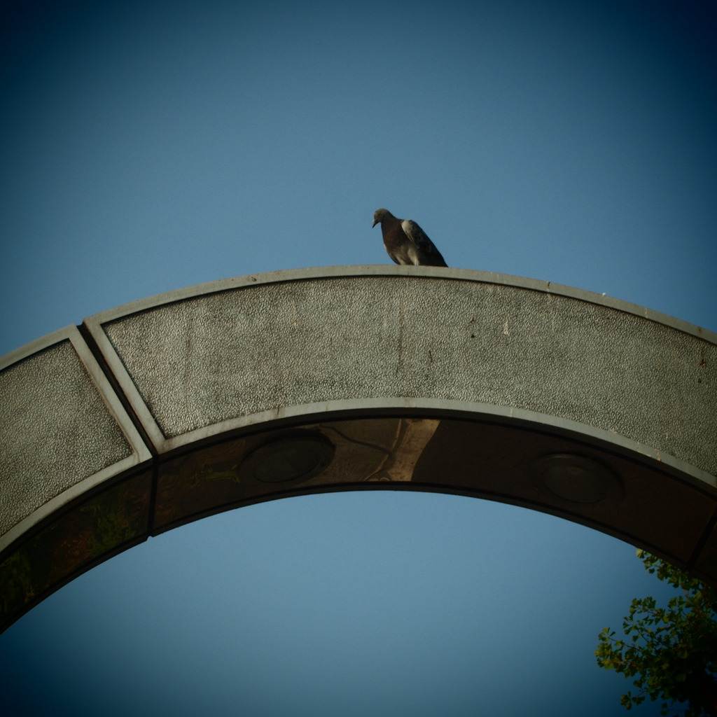 20090823鳩とまっとる