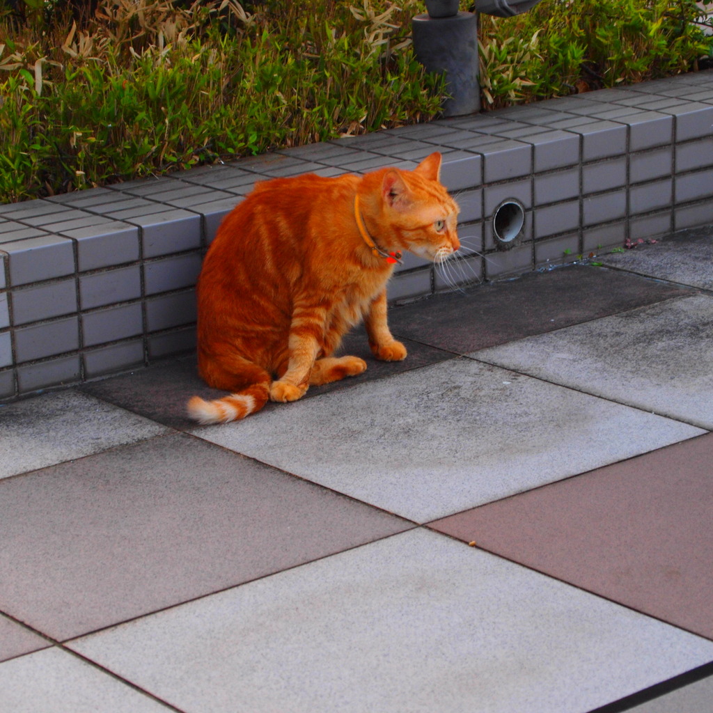 20090817TOKAIねこ