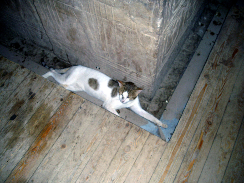 遺跡の中で涼む猫