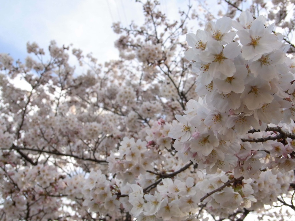 sakura