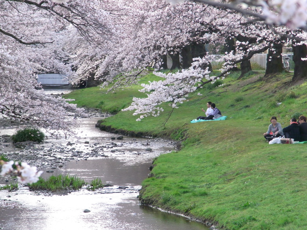 sakura