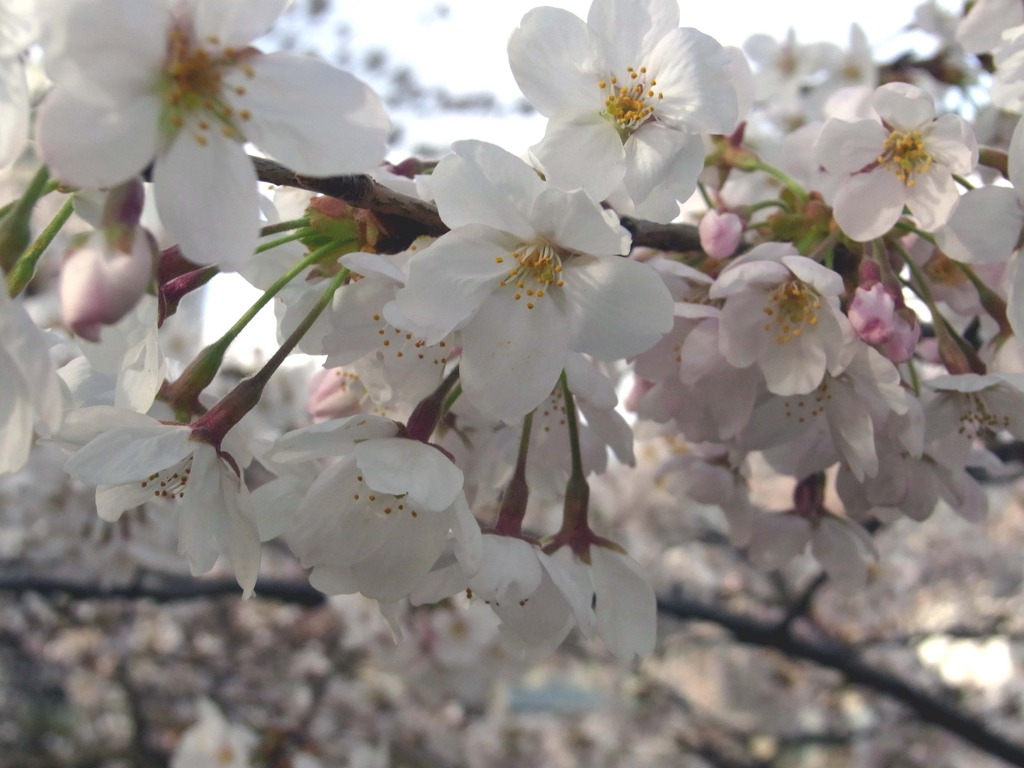 sakura