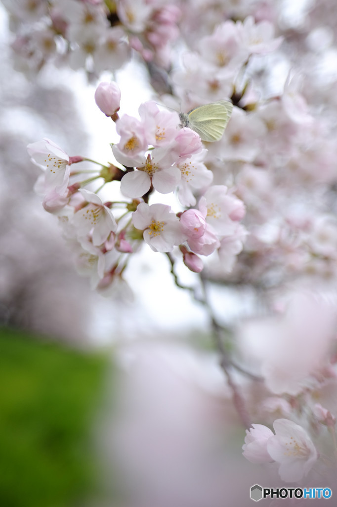 蝶もお花見