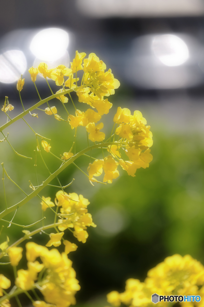 Spring has come