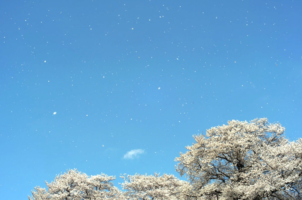 桜吹雪