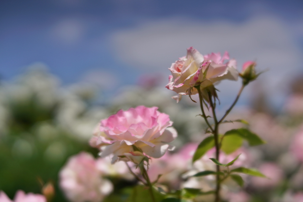 週末の薔薇