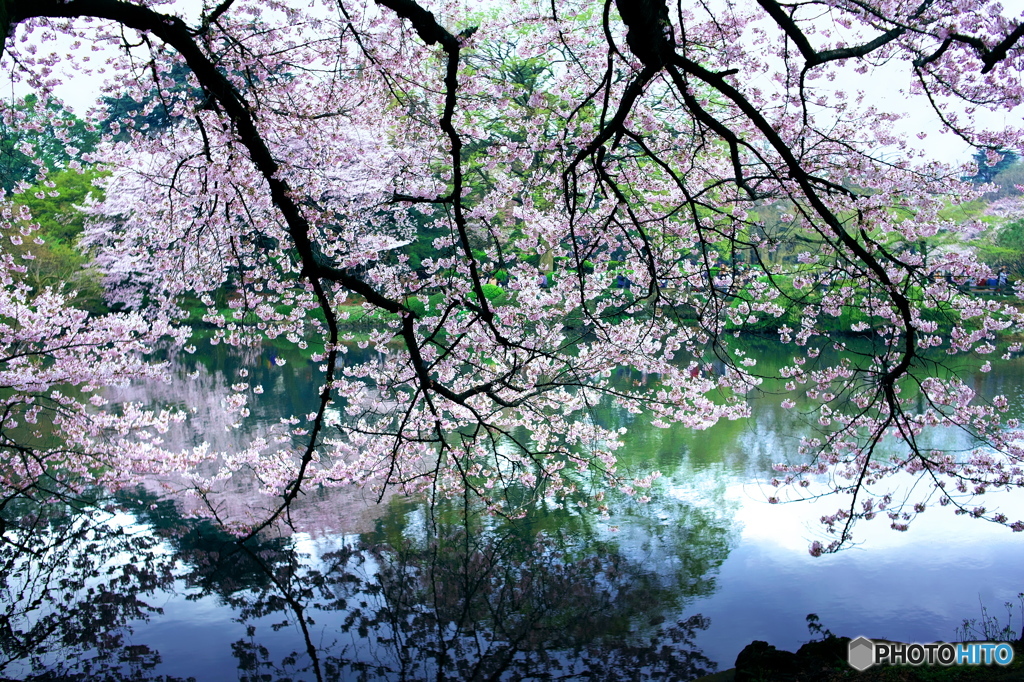 桜水彩