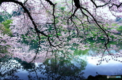 桜水彩