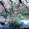 桜水彩