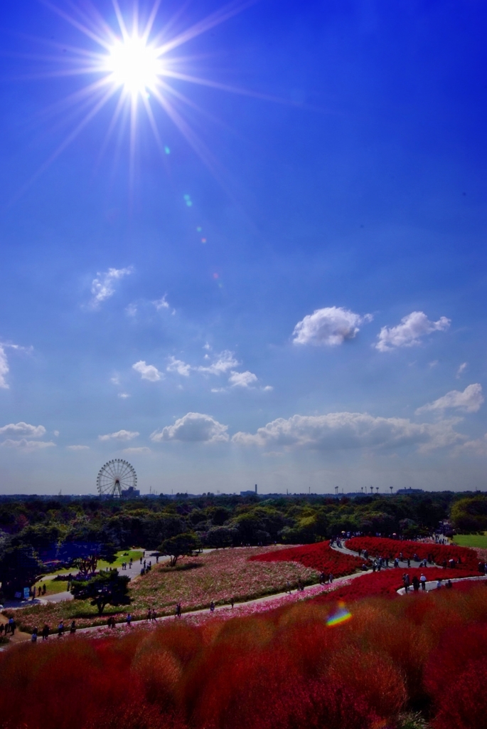 ひたち海浜公園-3