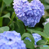 ハートの紫陽花