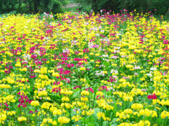 富士花鳥園