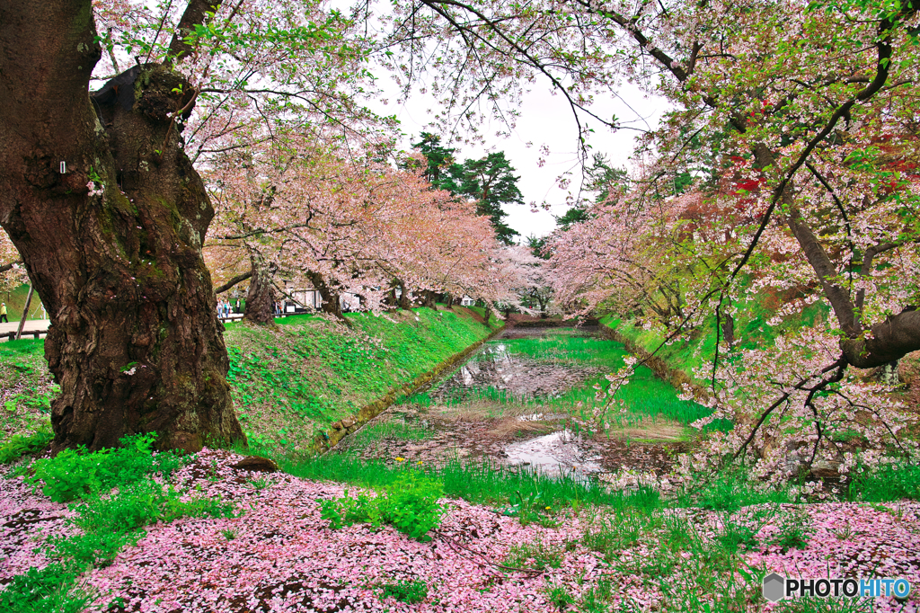 弘前城桜絵巻其の一