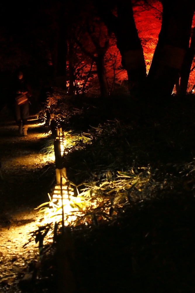 六義園の光