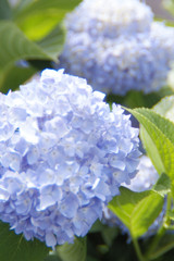 紫陽花