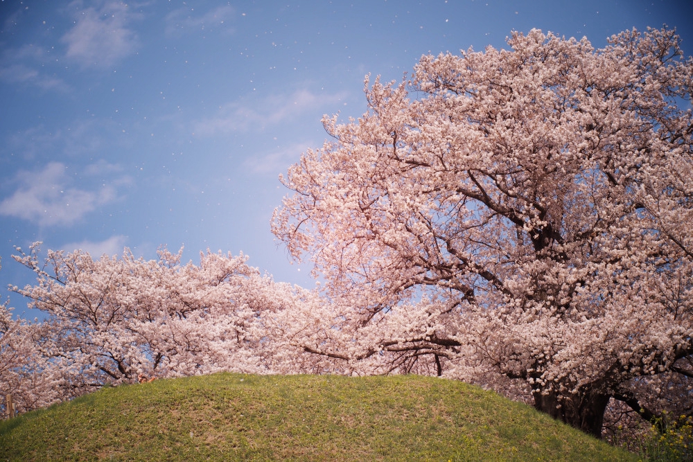 桜いろ！