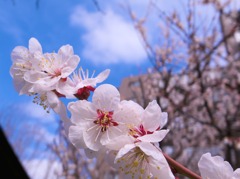 桜