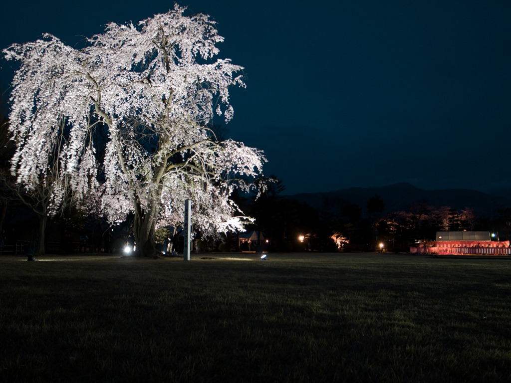 夜桜