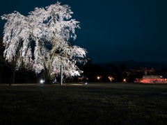 夜桜