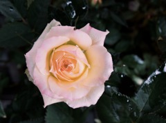 薔薇