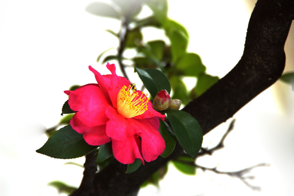 山茶花