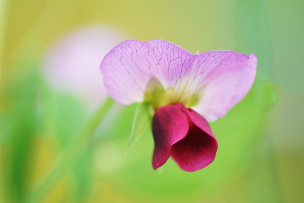 サヤエンドウの花