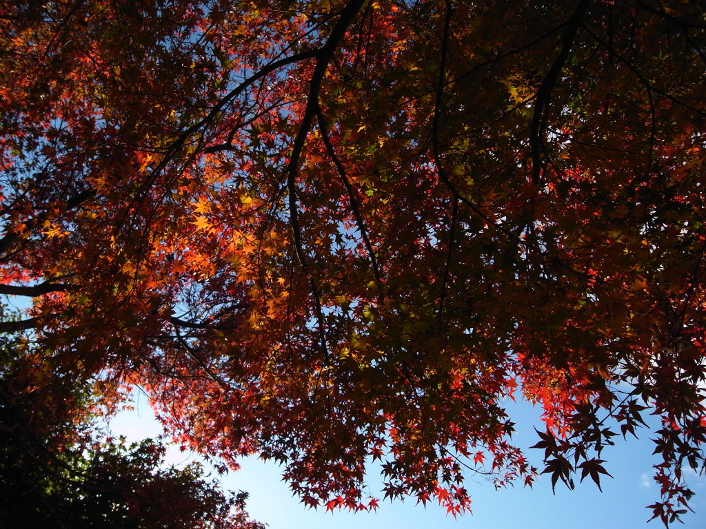 紅い葉