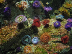 海の花畑