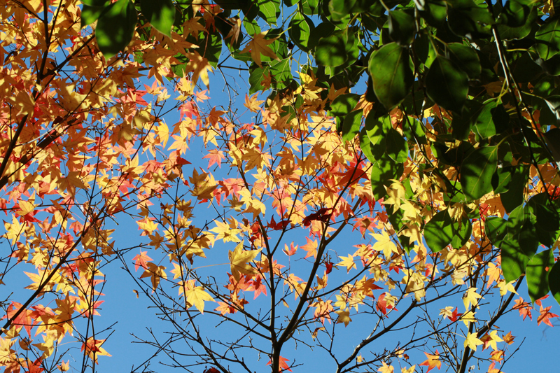 201112Autumn
