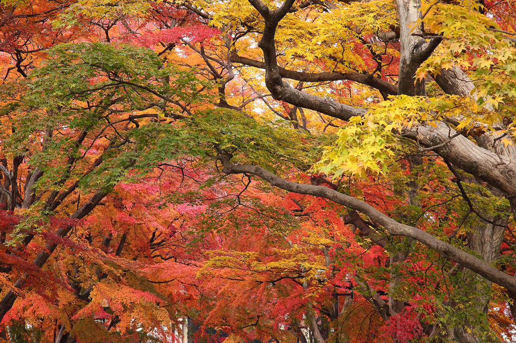 紅葉の回廊Ⅱ