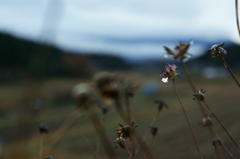 枯花の雫