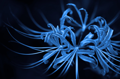 Blue Lycoris radiata