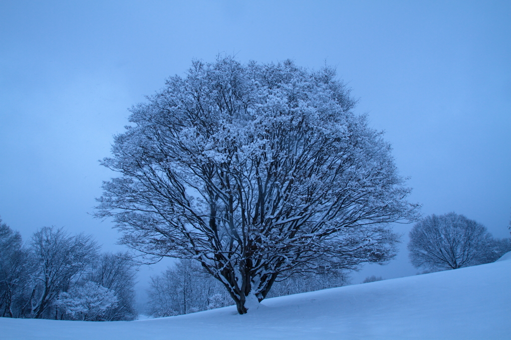 雪花の大カエデ