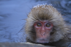 Snow Monkey