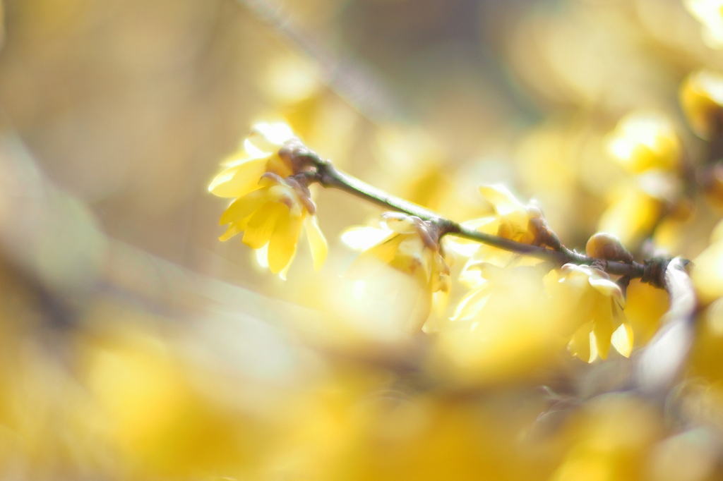 花灯かり