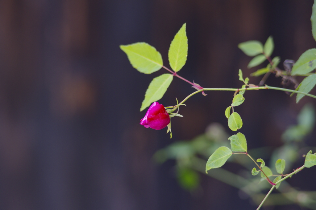 薔薇なのか・・・