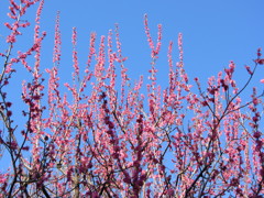 豊橋梅林公園