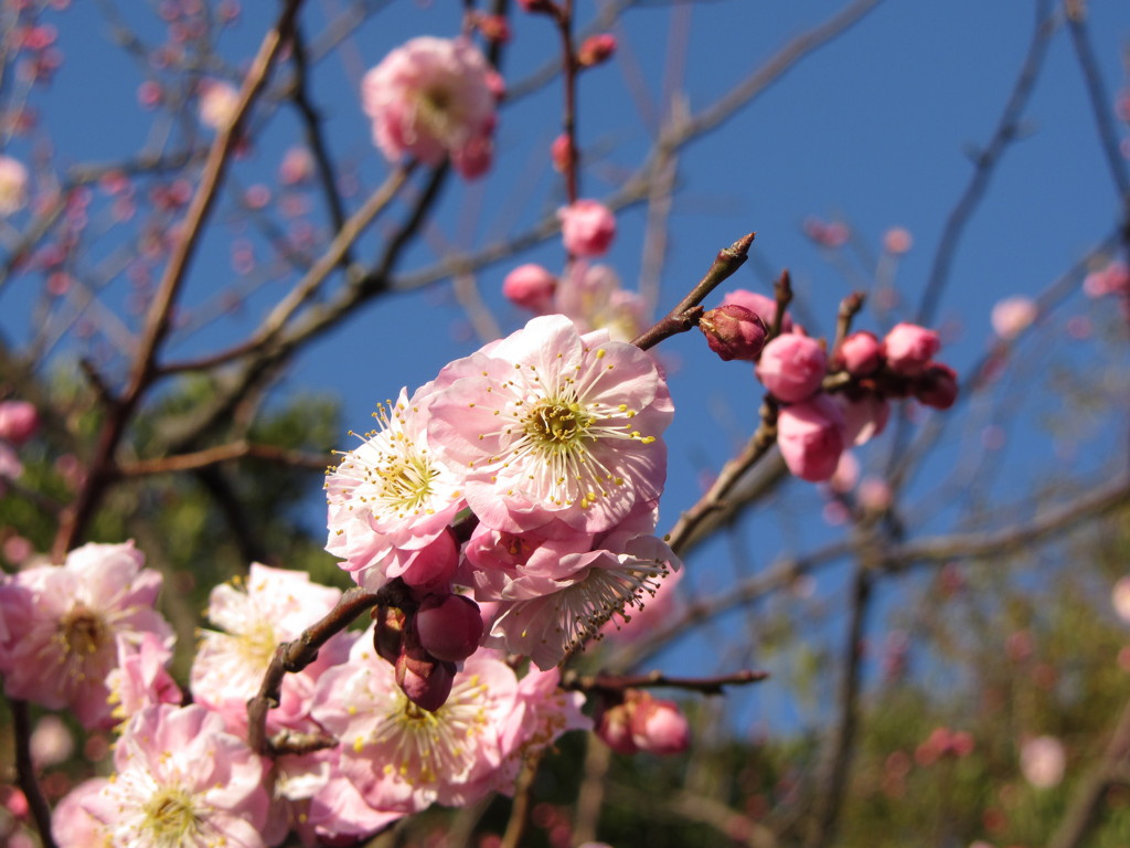 梅林公園