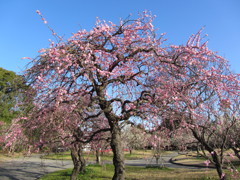 梅林公園