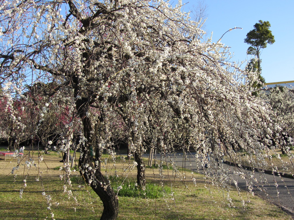 2012年梅林公園